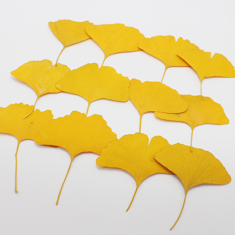 Yellow Phone Accessories - 60 adet preslenmiş kurutulmuş sarı/yeşil Ginkgo
