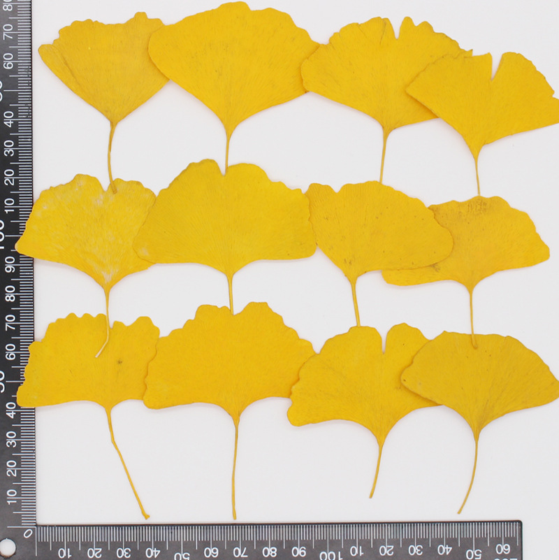 60 adet preslenmiş kurutulmuş  - Yellow Phone Accessories incelemesi ve fiyatı